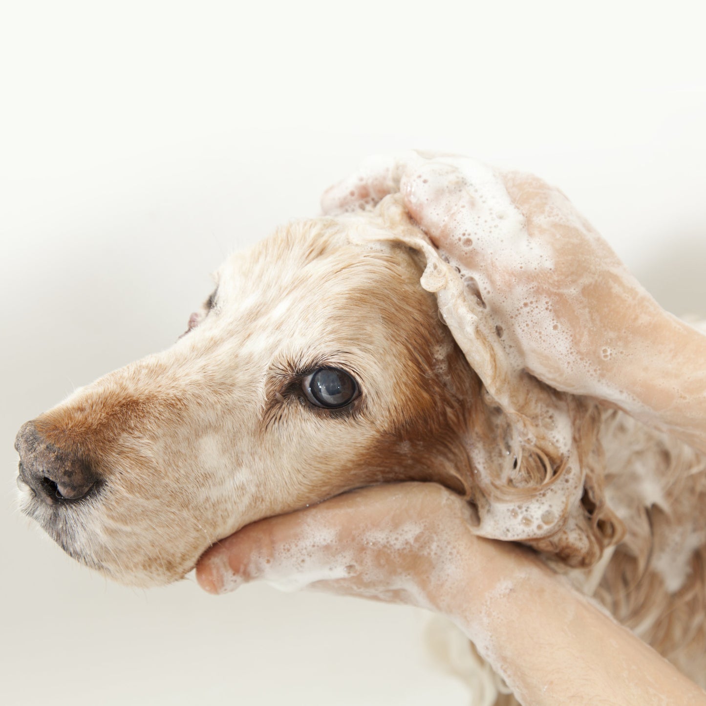MUMUZI 雙效滋潤寵物洗毛精 法式薰衣草